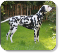 dalmatiner-foto