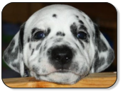 Guck mal - Caruso von den Sandstücken, WT 22.01.2013