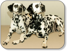 athene-vds-und-hummel-vmd