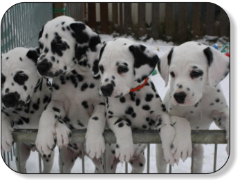 dalmatiner-welpen-vdS-48.tag