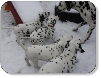 dalmatinerwelpen-im-schnee
