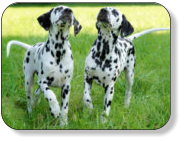 dalmatiner-foto