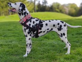 Hermine vom Roten Herzfleck 