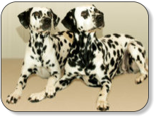 dalmatiner-aus-schermen
